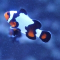 100 gallon corner tank