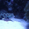 100 gallon corner tank