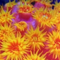 Sun Corals