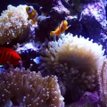 Coral and Fish