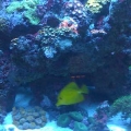 BioCube 29 Gallon Reef Tank