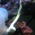Long stem coral hang off edge of rock.