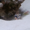 yasha goby/tiger pistol pair