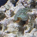 ricordea