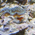 ricordea