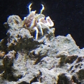 porcelain crab