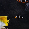 my fish