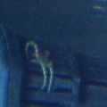 6 legged star