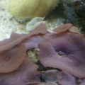 2013-08-14_17_26_54