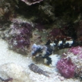 2013-08-14_17_27_44