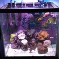 Our 50 gallon in our master bedroom