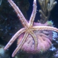 Purple_Linckia
