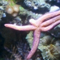Stumpy_Linckia