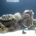 new tank progression