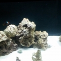 new tank progression