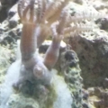 new polyp frag