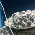 new polyp frag