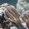 new polyp frag