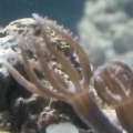new polyp frag