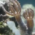 new polyp frag