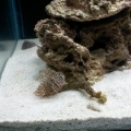 100G reef tank week 3