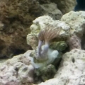 100G reef tank week 3