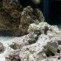 100G reef tank week 3