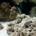100G reef tank week 3