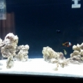 100G reef tank week 3