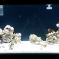 100G reef tank week 3