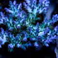 Aqua Delight