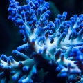 Fire Ice Echinata