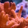 Orange Setosa