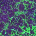 Toxic Spill Montipora