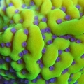 ATL Appleberry Montipora Palawensis