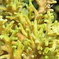 Acropora Coraliniana