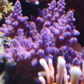 Purple Monster