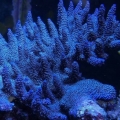 Palmers Blue Mille