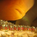 Clownfish with babies