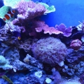FTS