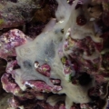 What's growing on my coral?