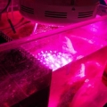 LED refugium light