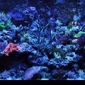 Hamilton 20K Metal Halides - 120 Gallon Tank - Hamilton Cebu Sun System