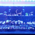 kona_sun_led_lights_-_total_fish