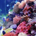 Hamilton Technology Metal Halide Lighting System over a 500 Gallon Reef Aqu