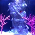 140 Gallon Plastic Corner Tank Center Drilled