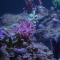 SAM_2784