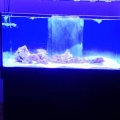 Rock in the tank