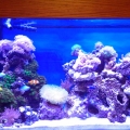 90 Gal Day 6