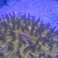 plate corals